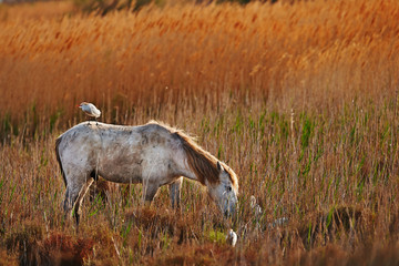 white horse of Camargue horizontally in the countryside