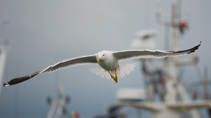 Gull flying