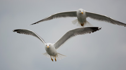 Obraz premium Gull flying