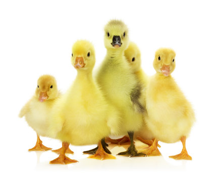 group of ducklings on the white background
