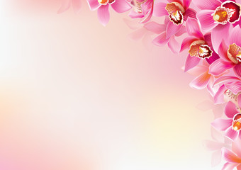 Background of orchids