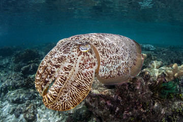 Cuttlefish 1