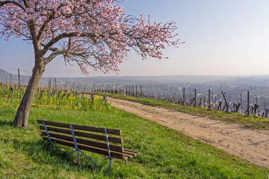 In den Weinbergen bei Birkweiler