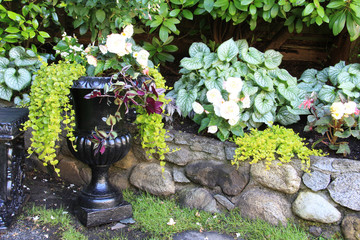 Elegant begonia planter