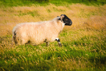 Scotland sheep pasturing in a meadow - 66637999