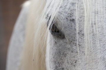 Pferd