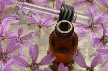 Malva sylvestris Wilde Malve Grande mauve خبازة برية