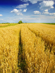 Wheat field against a blue sky