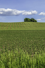 Spring Field