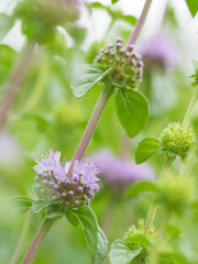 ハーブのペニーロイヤルミント