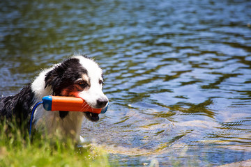Fototapeta premium dog at the pond