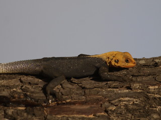Geko en Cotonu (Benín)