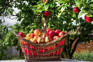 Ripe apples in a basket
