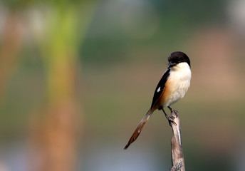 Long tailed shrike