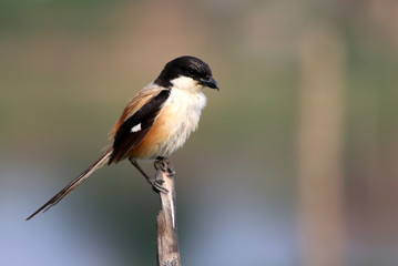 Obraz premium Long tailed shrike