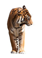Adult tiger over white