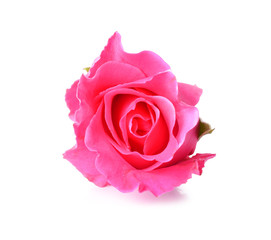 Pink rose