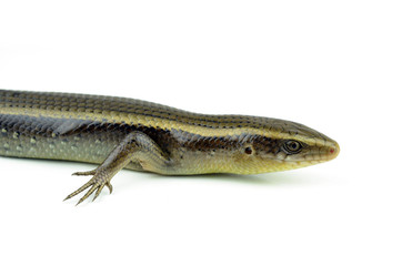 Squamata