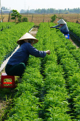 People tend flower on garden