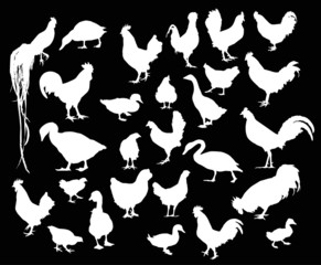 twenty seven white farm birds