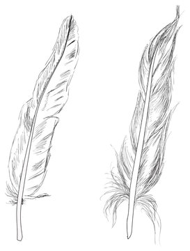two feathers sketches isolated on white