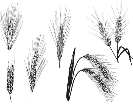 set of grey wheat ears isolated on white