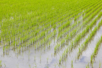 北海道の畑　Field of Hokkaido　Japan