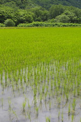 Fototapeta premium 北海道の畑 Field of Hokkaido Japan