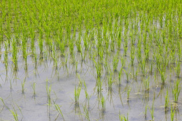 北海道の畑　Field of Hokkaido　Japan