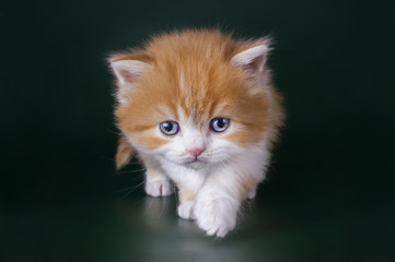 Fototapeta premium little kitten in flowers
