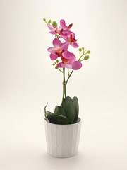 Orchidea