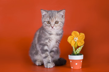 little kitten in flowers