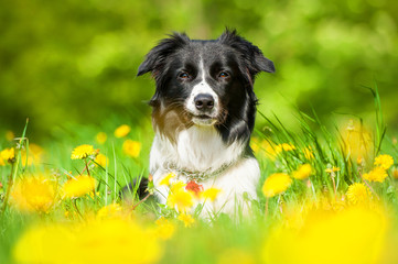 Portrait of border collie lying on the field with dandelions - obrazy, fototapety, plakaty
