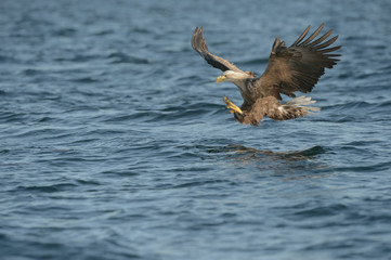 White-tailed Eagle