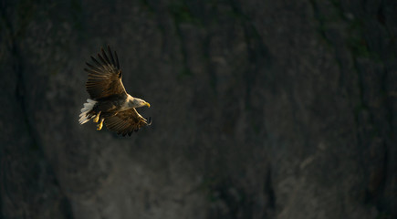 White-tailed Eagle
