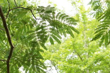 Obraz premium 合歓の葉