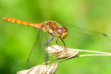 Dragonfly / Libelle