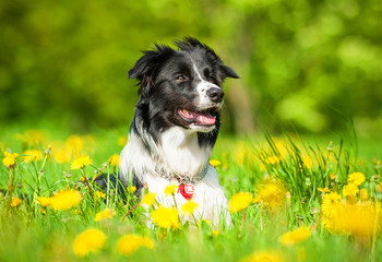Portrait of border collie lying on the field with dandelions