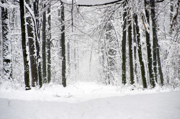 winter forest