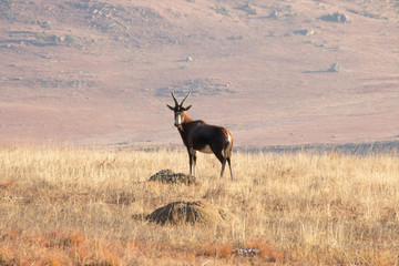 Blesbok Staring In Grass