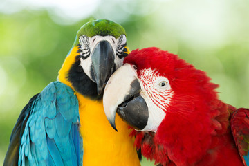 parrots
