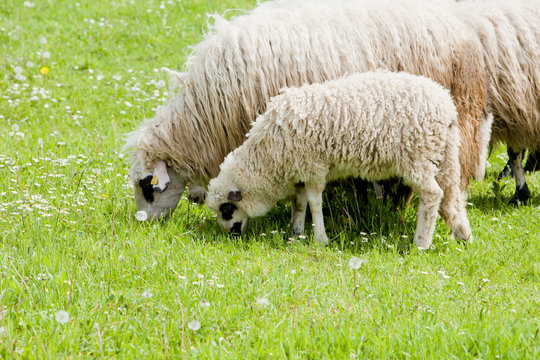 sheep with a lamb