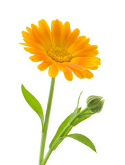 Calendula. Marigold flowers with leaves isolated on white
