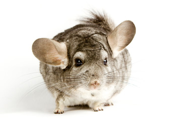 Silver Chinchilla