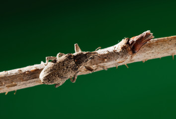 weevil beetle on twig
