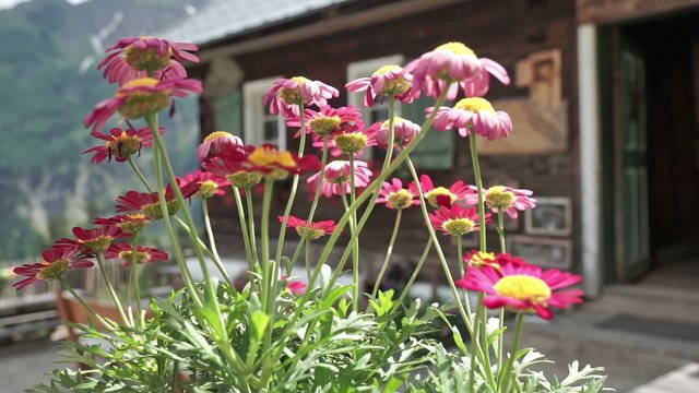 alp flowers mountain hut