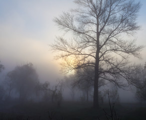 Obraz na płótnie Canvas Foggy landscape with a tree silhouette
