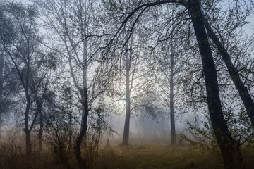 Fototapeta na wymiar Foggy landscape with a tree silhouette