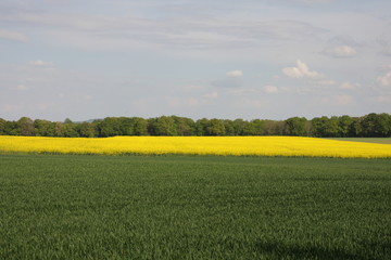 Champs cultiv&eacute;, Orrouy, oise