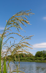 Flowering grass against the rivers and blue sky.